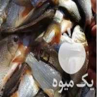 فروش بچه ماهی گرمابی و غذای ماهیان گرمابی هوشیار در آباده در گروه انواع ماهی - سالمون شیر کپور قرمز شوریده سفید گوپی مرکب در یکمیوه