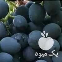 فروش نهال انگور سیاه بیدانه ترکمن 4 در همدان در گروه خرید فروش نهال - انواع گردو پسته بادام سلطانی انگور در یکمیوه