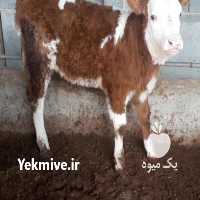 فروش گاو سیمینتال و هلشتای در قزوین در گروه گاو و گوسفند و میش و بز کهره گوساله سمینتال در یکمیوه