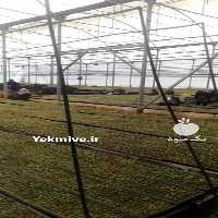 فروش ویژه نشا کاهو پیچ در تهران در گروه خرید فروش عمده کاهو - رسمی پیچ سالادی فرانسوی چینی قرمز در یکمیوه