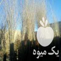 فروش نهال توت سیاه توت کاکوزا توت غیر مثمر در ساوه در گروه خرید فروش نهال - انواع گردو پسته بادام سلطانی انگور در یکمیوه