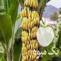 فروش نهال موز وارداتی کاوندیش در بندرعباس در گروه خرید فروش نهال - انواع گردو پسته بادام سلطانی انگور در یکمیوه