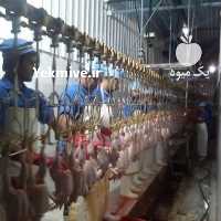 آگهی مشابه فروش تفاله خشک و تفاله تر پرتقال در تهران در گروه خوراک دام و طیور - پرواری شیری علوفه یونجه در یکمیوه