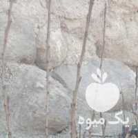 فروش نهال پسته دهج در رفسنجان در گروه خرید فروش نهال - انواع گردو پسته بادام سلطانی انگور در یکمیوه