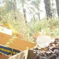 فروش خرمای کبکاب در بوشهر در گروه خرید فروش عمده خرما - کبکاب تازه زاهدی خشک خارک در یکمیوه