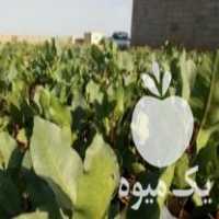 فروش نهال 1 ساله پسته در ساوه در گروه خرید فروش نهال - انواع گردو پسته بادام سلطانی انگور در یکمیوه