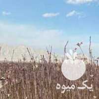 فروش نهال پسته با کیفیت در قم در گروه خرید فروش نهال - انواع گردو پسته بادام سلطانی انگور در یکمیوه