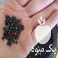 فروش بذر مارچوبه فله در بناب در گروه خرید فروش بذر - انواع محصول کشاورزی گوجه کتان میوه درخت در یکمیوه