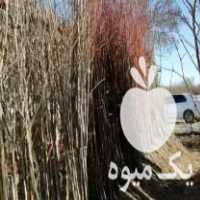 فروش نهالستان البرز در قدمگاه در گروه خرید فروش نهال - انواع گردو پسته بادام سلطانی انگور در یکمیوه