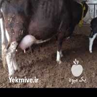 فروش گاو سیمینتال و هلشتای در آق قلا در گروه گاو و گوسفند و میش و بز کهره گوساله سمینتال در یکمیوه