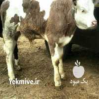 فروش گاو سیمینتال و هلشتای در کوار در گروه گاو و گوسفند و میش و بز کهره گوساله سمینتال در یکمیوه