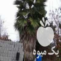 خرید گل و گیاه سیکاس پالم فونیکس یوکا ودرختان تنومند در آمل در گروه خرید فروش عمده گیاهان زینتی - گرمسیری آپارتمانی باغچه آب در یکمیوه