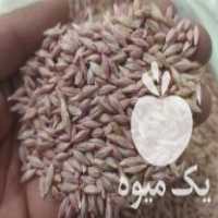 فروش بذر جو آبی در همدان در گروه خرید فروش بذر - انواع محصول کشاورزی گوجه کتان میوه درخت در یکمیوه