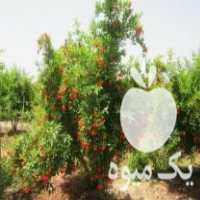 فروش نهال انار گل در گرگان در گروه خرید فروش نهال - انواع گردو پسته بادام سلطانی انگور در یکمیوه