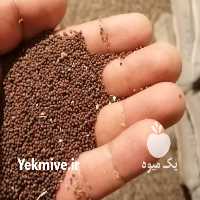 فروش بذر و دانه در اصفهان در گروه خرید فروش بذر - انواع محصول کشاورزی گوجه کتان میوه درخت در یکمیوه