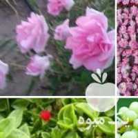 فروش نهال انگور بی دانه  ،  انواع گل رز و محمدی در قزوین در گروه خرید فروش نهال - انواع گردو پسته بادام سلطانی انگور در یکمیوه