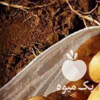 فروش انواع بذر سیب زمینی وارداتی با ضمانت  در اردبیل در گروه خرید فروش عمده سیب زمینی - زودرس دیررس آگریا اسپریت اردبیل همدان در یکمیوه