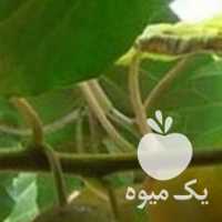 فروش کیوی 12 و15 تایی فله در سردخانه در تنکابن در گروه خرید فروش عمده کیوی - صادراتی مازندران تنکابن تالش در یکمیوه