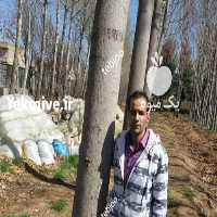 فروش تولید و توزیع عمده نهال پالونیا هیبرید اصلاح شده طب جو  در سمنان در گروه خرید فروش نهال - انواع گردو پسته بادام سلطانی انگور در یکمیوه