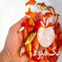 فروش عمده ماهی قرمز در علی آباد در گروه انواع ماهی - سالمون شیر کپور قرمز شوریده سفید گوپی مرکب در یکمیوه