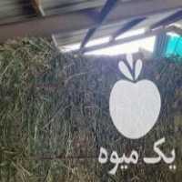 فروش یونجه سالطاوار کندی در هشتگرد در گروه خوراک دام و طیور - پرواری شیری علوفه یونجه در یکمیوه