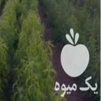 فروش نهال های هلو انجیری پلنگی و شلیل مغان در مراغه در گروه خرید فروش نهال - انواع گردو پسته بادام سلطانی انگور در یکمیوه