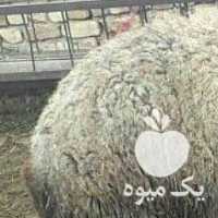 فروش گله شال بره میش قزل گوسفند در تهران در گروه گاو و گوسفند و میش و بز کهره گوساله سمینتال در یکمیوه