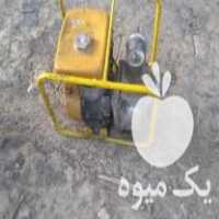 فروش روبین 3 اینچی اصل ژاپن در گرگان در گروه خرید فروش عمده انواع گل - پروش قاشقی موسی ساکولنت بن سای در یکمیوه