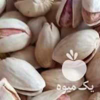 فروش پسته از باغات رفسنجان در کرمان  در گروه پسته - کوهی شامی خام اکبری تازه کله قوچی در یکمیوه