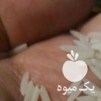 فروش برنج دمسیاه سرد در رشت در گروه خرید فروش تجهیزات گلخانه - صنعتی خانگی هوشمند دست دوم در یکمیوه