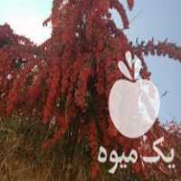 فروش نهال زرشک و عناب خراسان جنوبی بیرجند در مشهد در گروه خرید فروش نهال - انواع گردو پسته بادام سلطانی انگور در یکمیوه