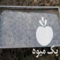 فروش سینی نشا شالی در بابلسر در گروه خرید فروش نشا - انواع گوجه برنج کاهو پیاز کاری فرنگی در یکمیوه