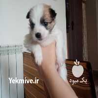 فروش وسایل دیگر وسایل در مهر در گروه سگ و گربه _ نگهبان هاسکی ژرمن دوبرمن سرابی در یکمیوه