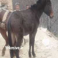 فروش الاغ قاطر در تهران در گروه خرید و فروش عمده انواع محصولات کشاورزی و دامداری در یکمیوه