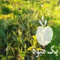 فروش نهال پالم در تنکابن در گروه خرید فروش نهال - انواع گردو پسته بادام سلطانی انگور در یکمیوه