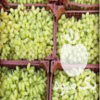 فروش نهال انگور پیکامی در زرقان در گروه خرید فروش نهال - انواع گردو پسته بادام سلطانی انگور در یکمیوه