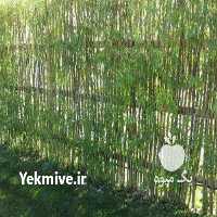 فروش نهال دیگر نهال ها در تهران در گروه خرید فروش نهال - انواع گردو پسته بادام سلطانی انگور در یکمیوه