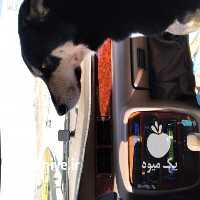 فروش نگهداری و مراقبت دیگر مراقبتها در سنندج در گروه سگ و گربه _ نگهبان هاسکی ژرمن دوبرمن سرابی در یکمیوه