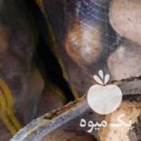 فروش سیب زمینی خوراکی بامبا در همدان در گروه خرید فروش عمده سیب زمینی - زودرس دیررس آگریا اسپریت اردبیل همدان در یکمیوه