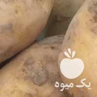 فروش بذر سیب زمینی اگریا ٩٧ سورتینگ شده در اردبیل در گروه خرید فروش بذر - انواع محصول کشاورزی گوجه کتان میوه درخت در یکمیوه