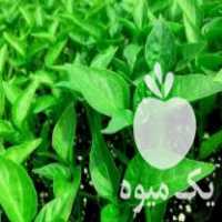 فروش نشاء صیفی جات در کاشان در گروه خرید فروش نشا - انواع گوجه برنج کاهو پیاز کاری فرنگی در یکمیوه