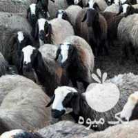 فروش گوسفند اصیل شالی و قزل افشار در اصفهان در گروه گاو و گوسفند و میش و بز کهره گوساله سمینتال در یکمیوه