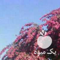 فروش نهال زرشک و عناب در مشهد در گروه خرید فروش نهال - انواع گردو پسته بادام سلطانی انگور در یکمیوه