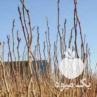 فروش نهال پسته در یزد در گروه خرید فروش نهال - انواع گردو پسته بادام سلطانی انگور در یکمیوه