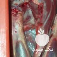 فروش ماهیچه گوسفندی در تهران در گروه انواع ماهی - سالمون شیر کپور قرمز شوریده سفید گوپی مرکب در یکمیوه