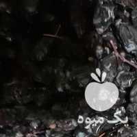 فروش زرشک آبگیری در تهران در گروه خرید فروش عمده ازگیل و تمشک و زرشک - ژاپنی فروش مستقیم در یکمیوه