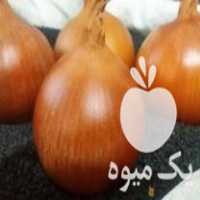 فروش بذر پیاز زرد فلات رقم زرگان طلایی در بجنورد در گروه خرید فروش بذر - انواع محصول کشاورزی گوجه کتان میوه درخت در یکمیوه