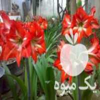 فروش پیاز گل آماریلیس هلندی در بابل  در گروه خرید فروش عمده گیاهان زینتی - گرمسیری آپارتمانی باغچه آب در یکمیوه