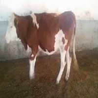 فروش گاو وگوساله در تهران در گروه گاو و گوسفند و میش و بز کهره گوساله سمینتال در یکمیوه