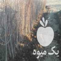 فروش انواع نهال میوه در اصفهان در گروه خرید فروش نهال - انواع گردو پسته بادام سلطانی انگور در یکمیوه
